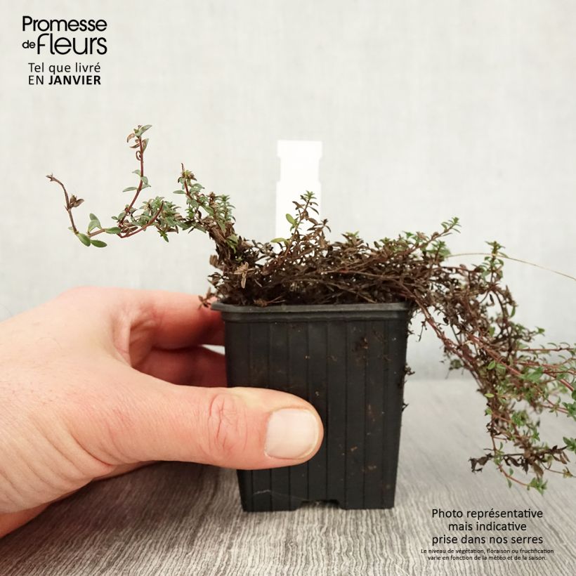 Thymus praecox Red Carpet - Thyme sample as delivered in winter
