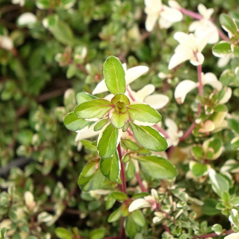 Thymus pulegioides Foxley - Thyme (Foliage)