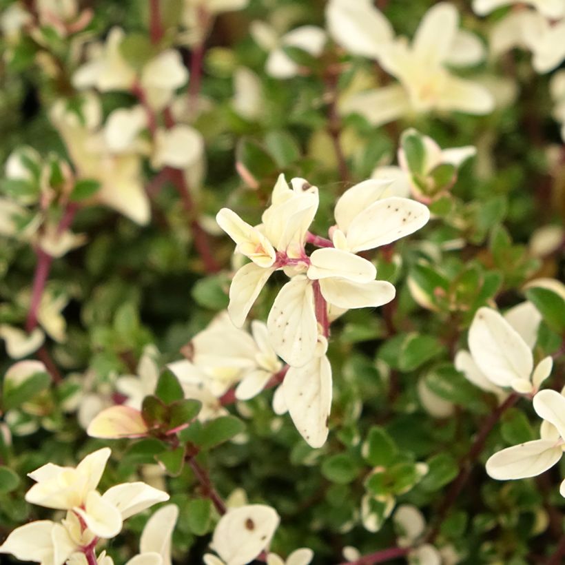 Thymus pulegioides Foxley - Thyme (Flowering)