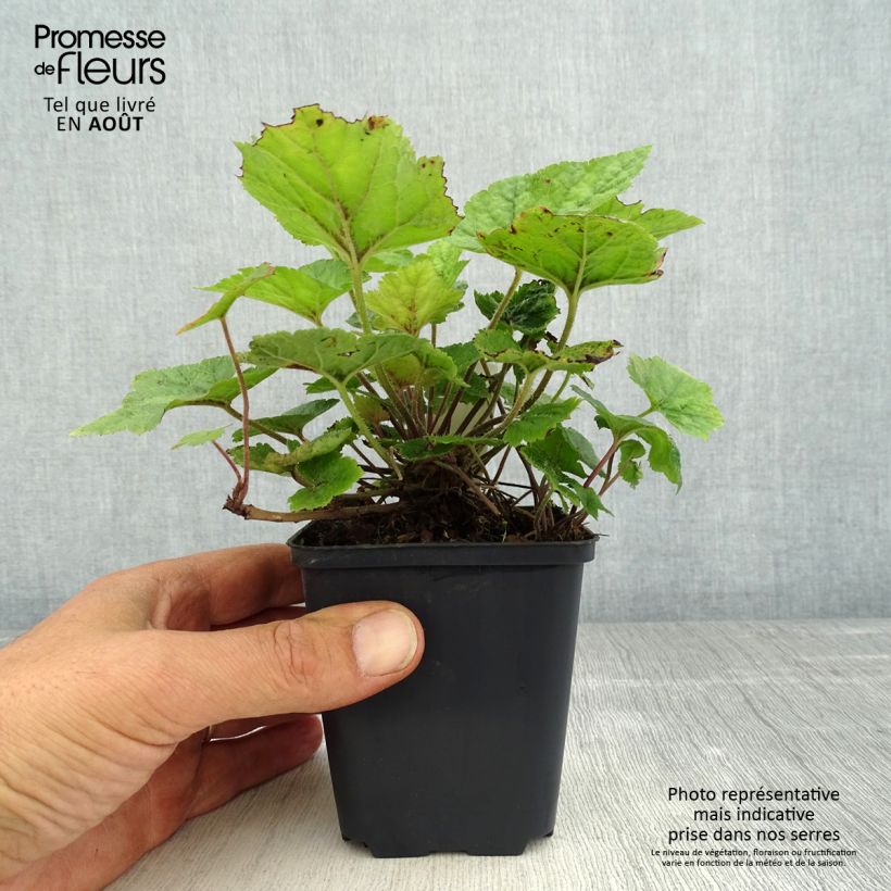 Tiarella cordifolia Brandywine 8/9 cm pot sample as delivered in summer