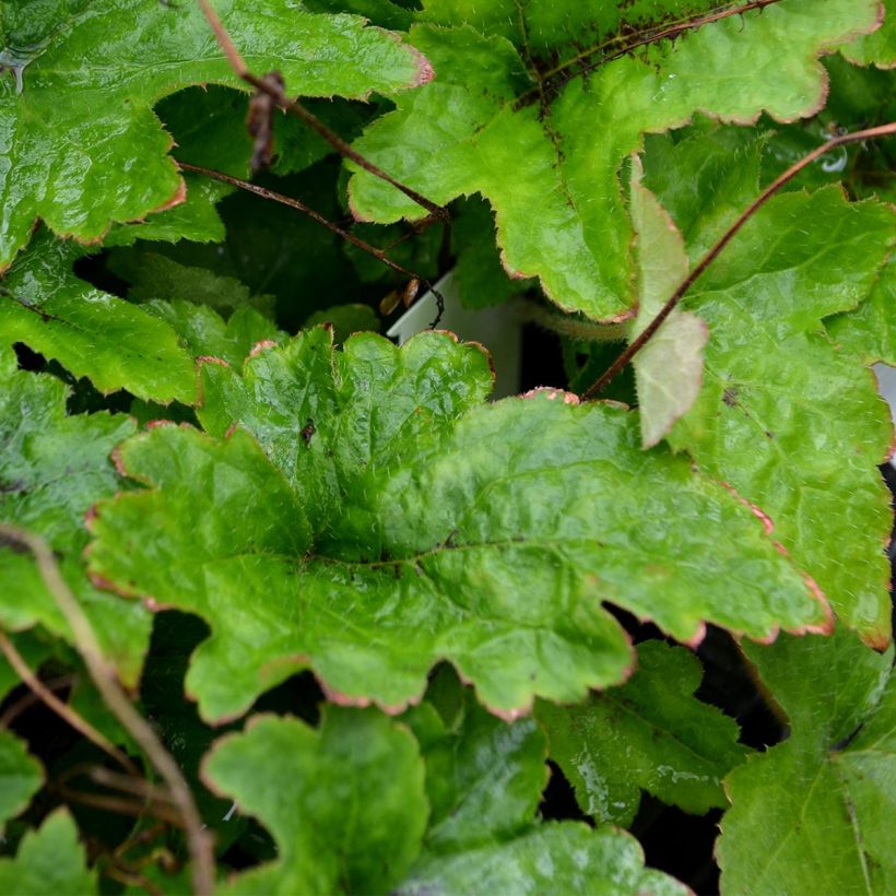 Tiarella cordifolia (Foliage)