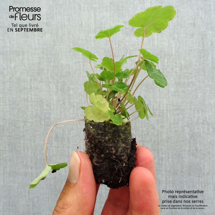 Tiarella  Sugar and Spice Plug plant 3/4cm sample as delivered in autumn
