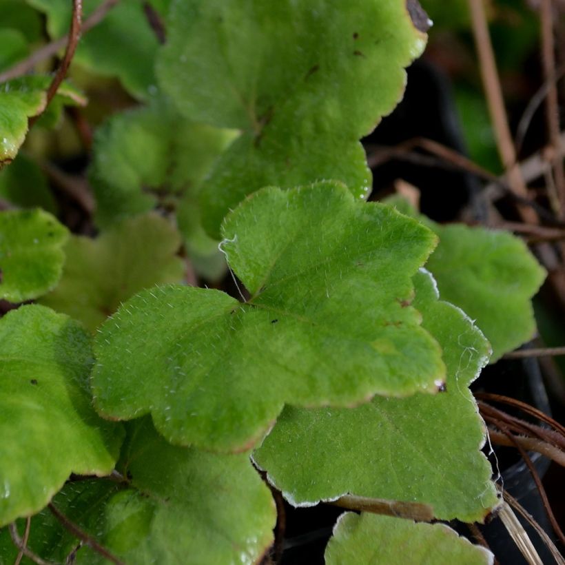 Tiarella wherryi  (Foliage)