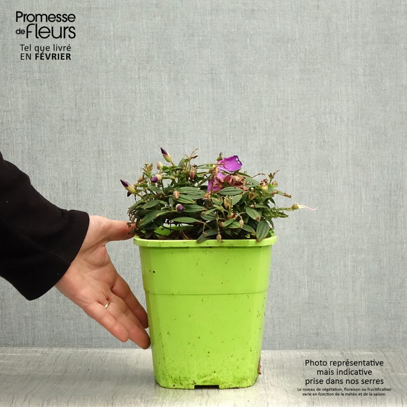 Tibouchina Groovy baby 4L/5L pot sample as delivered in winter