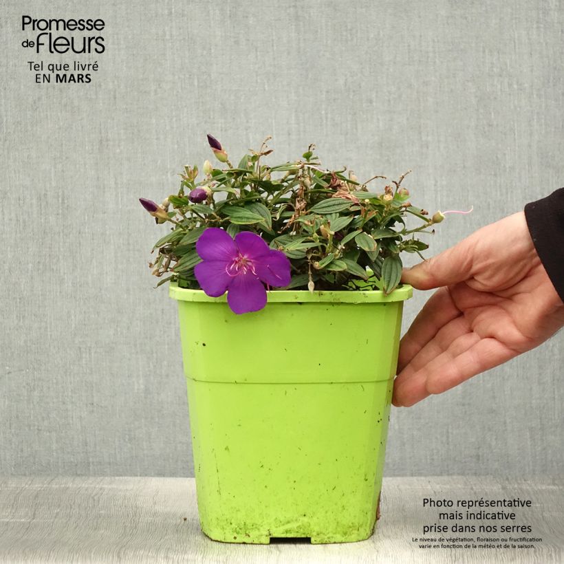 Tibouchina Groovy baby 2L/3L pot sample as delivered in spring