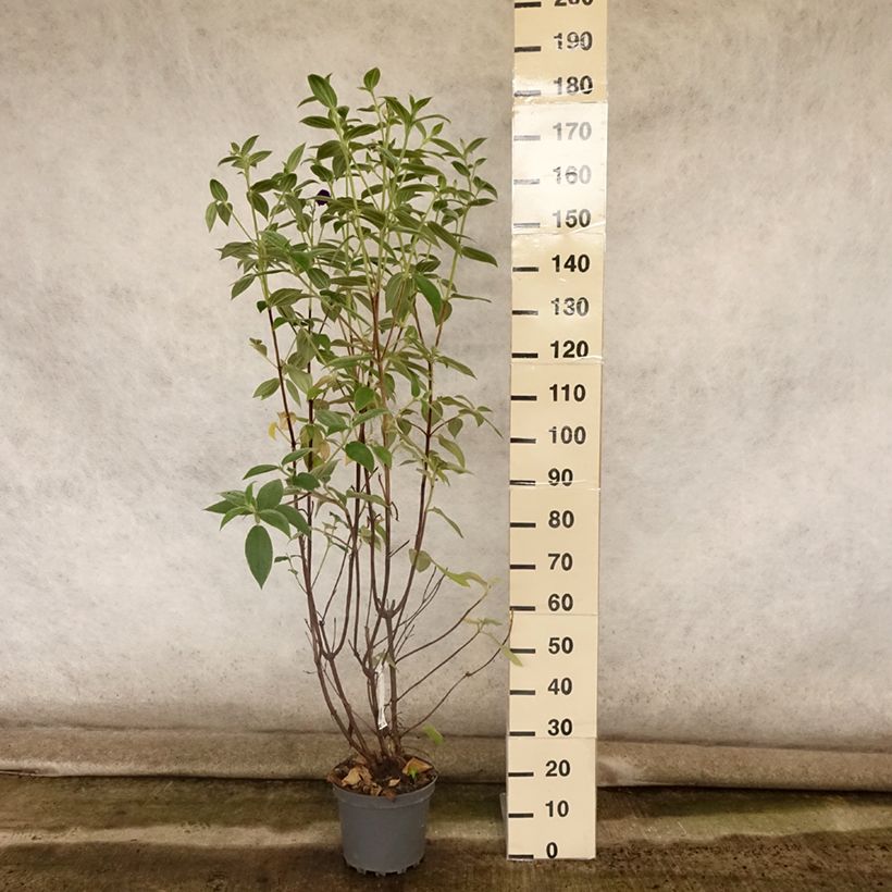 Tibouchina semidecandra 7.5L/10L pot sample as delivered in summer