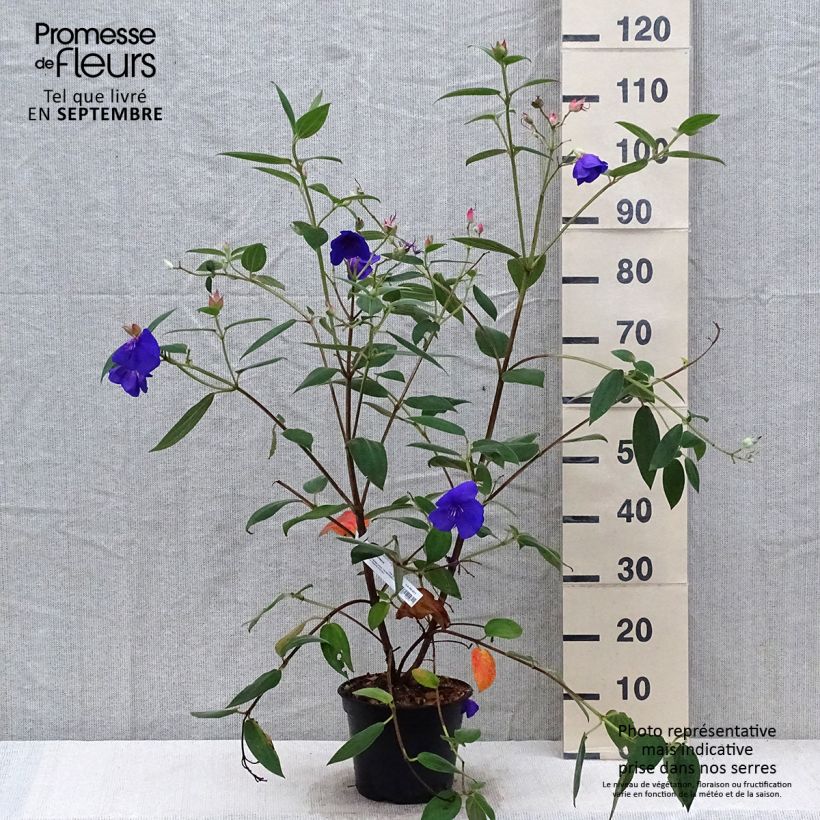 Tibouchina urvilleana Edwardsii 3L/4L pot sample as delivered in autumn