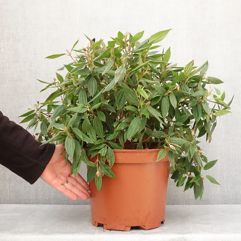 Tibouchina Peace Baby - Glory bush 7.5L/10L pot sample as delivered in winter