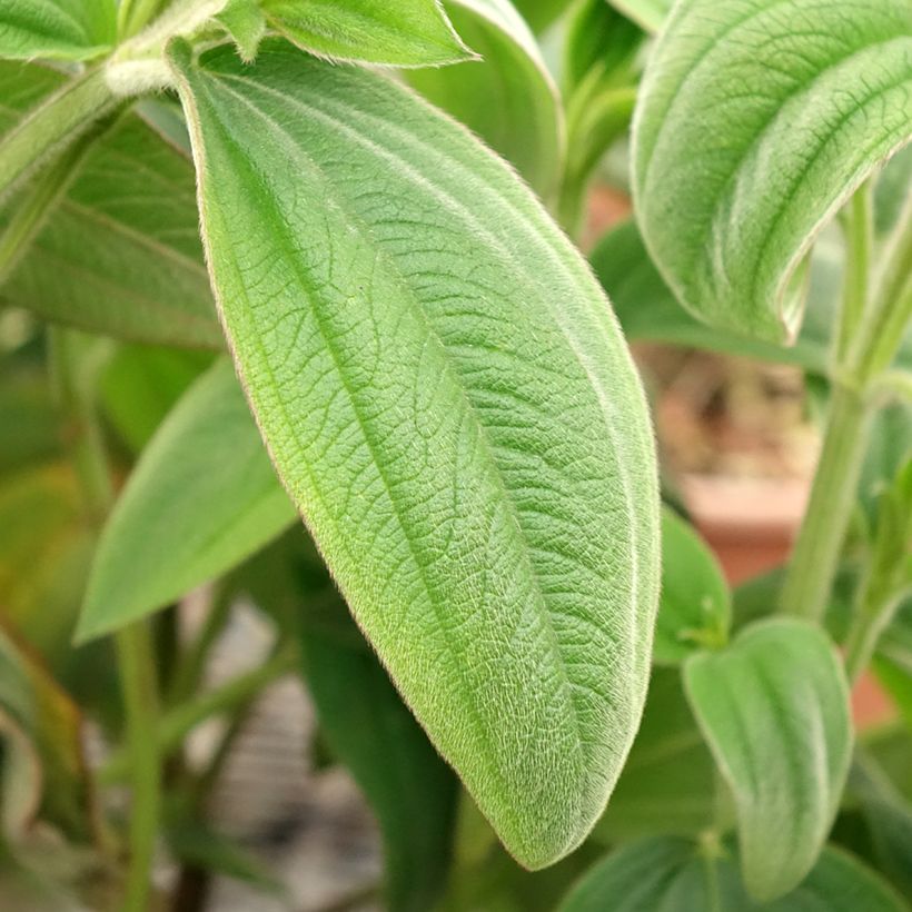 Tibouchina urvilleana (Foliage)