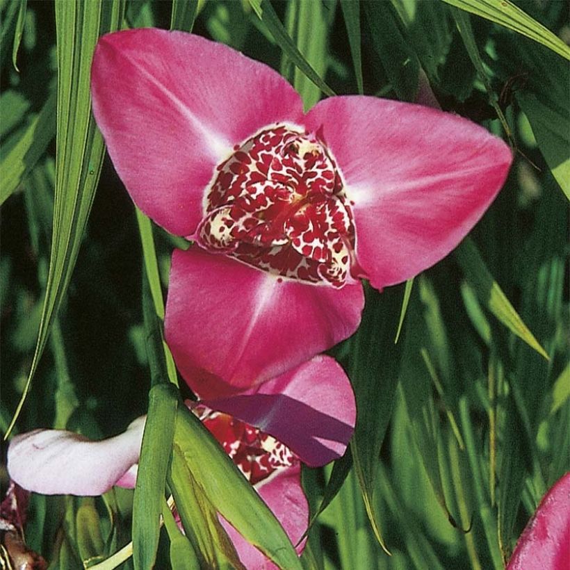 Tigridia pavonia Lilacea (Flowering)