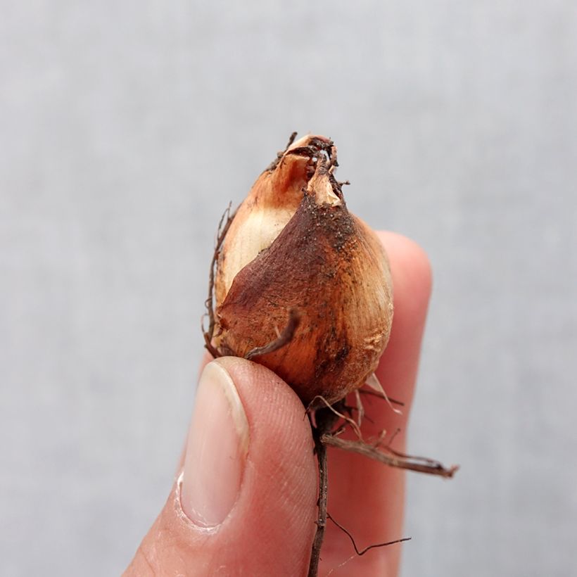 Tigridia pavonia Speciosa Bulb size 7+ sample as delivered in spring
