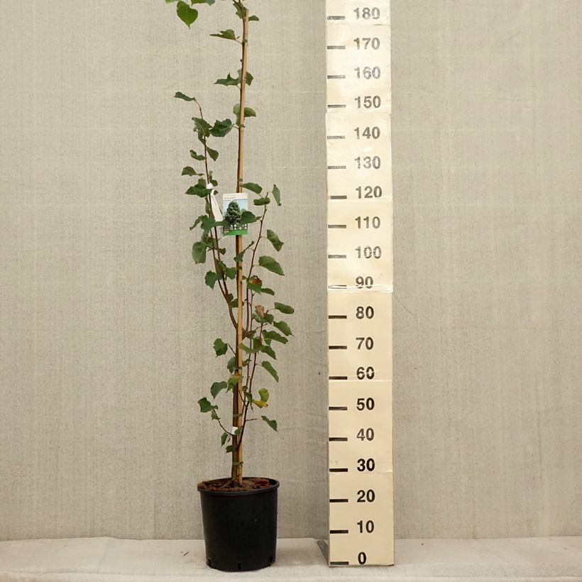 Tilia cordata Greenspire - Lime 7.5L/10L pot sample as delivered in autumn