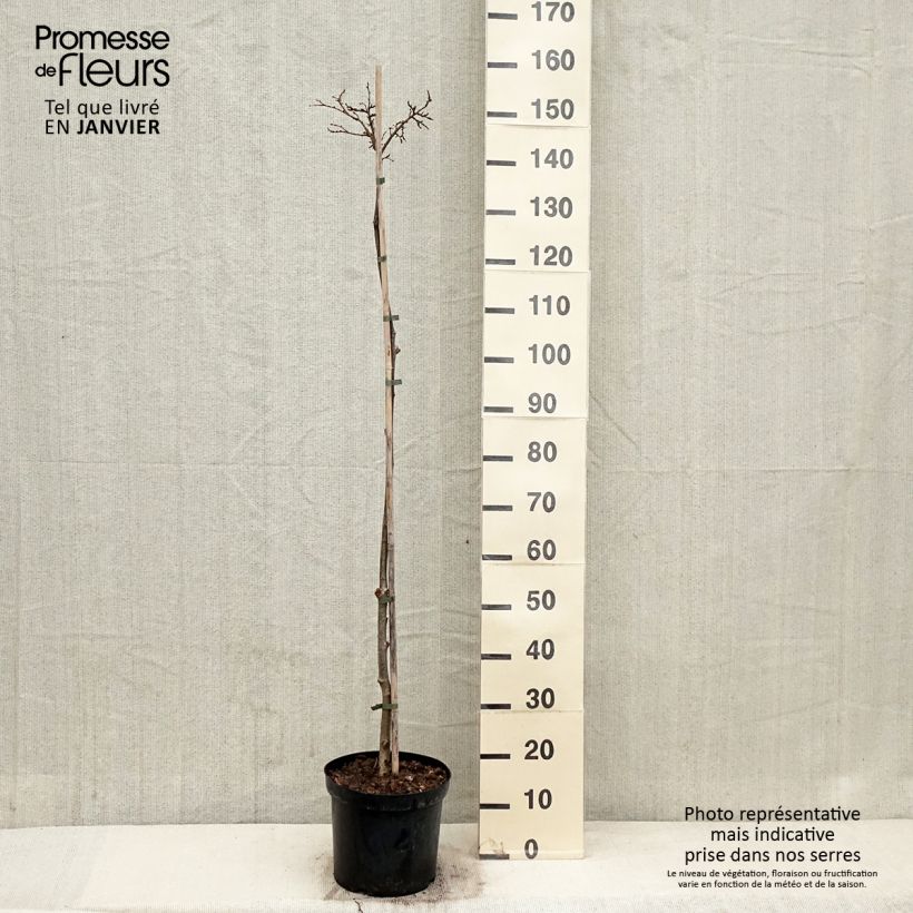 Tilia cordata Lico - Lime 7.5L/10L pot sample as delivered in winter