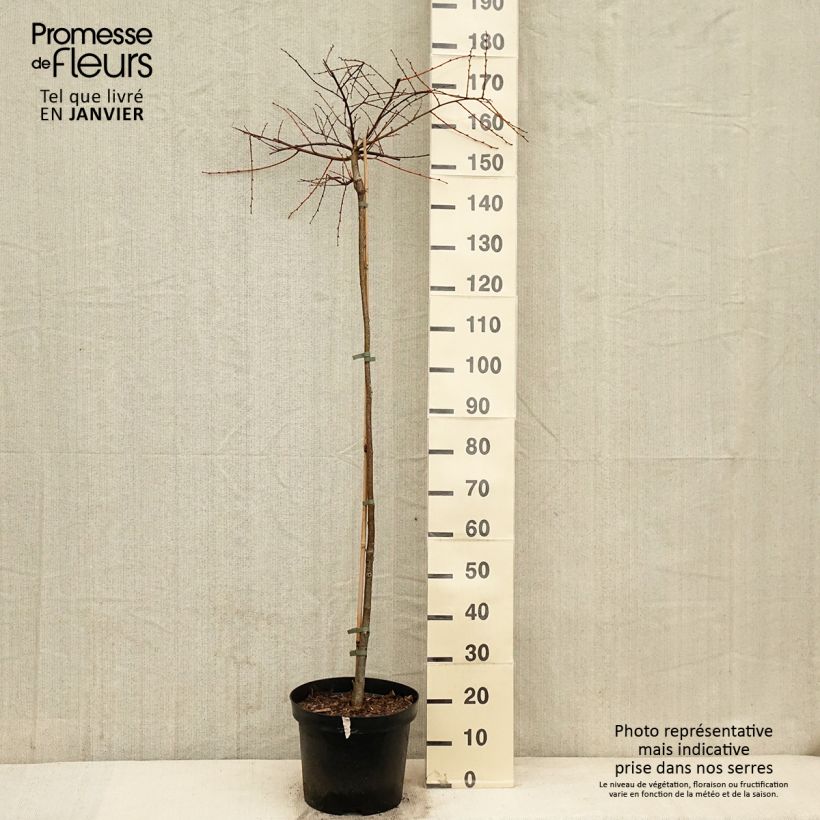Tilia cordata Kronenberg - Lime 7.5L/10L pot sample as delivered in winter