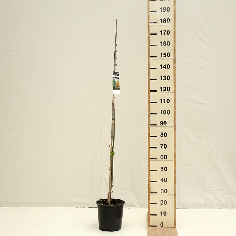 Tilia cordata - Lime 7.5L/10L pot sample as delivered in spring