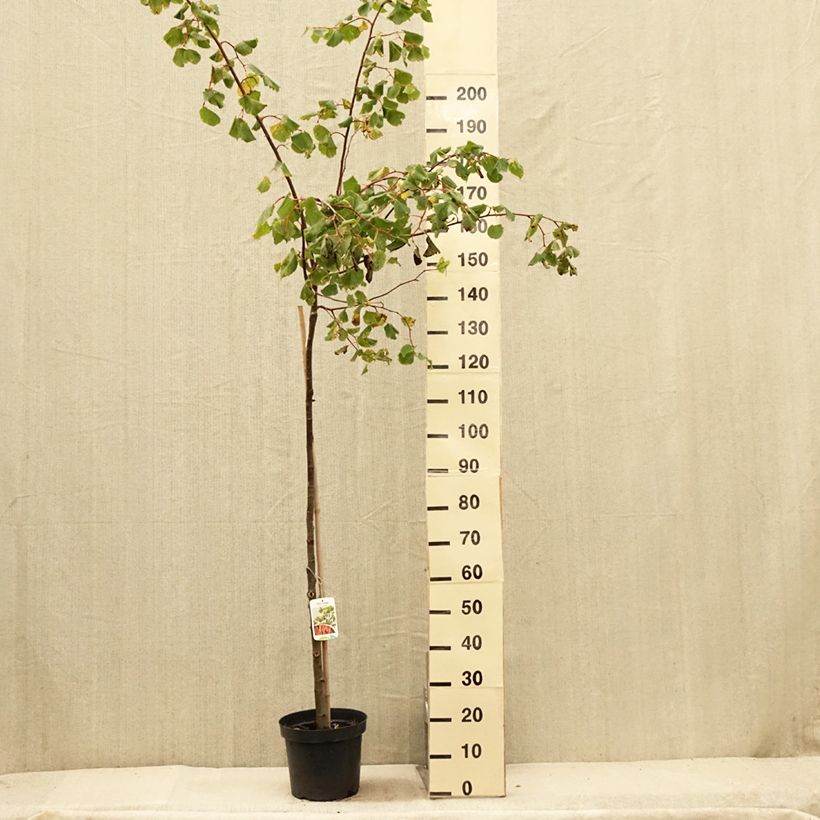 Tilia cordata Winter Orange - Small-leaved Lime 7.5L/10L pot sample as delivered in summer