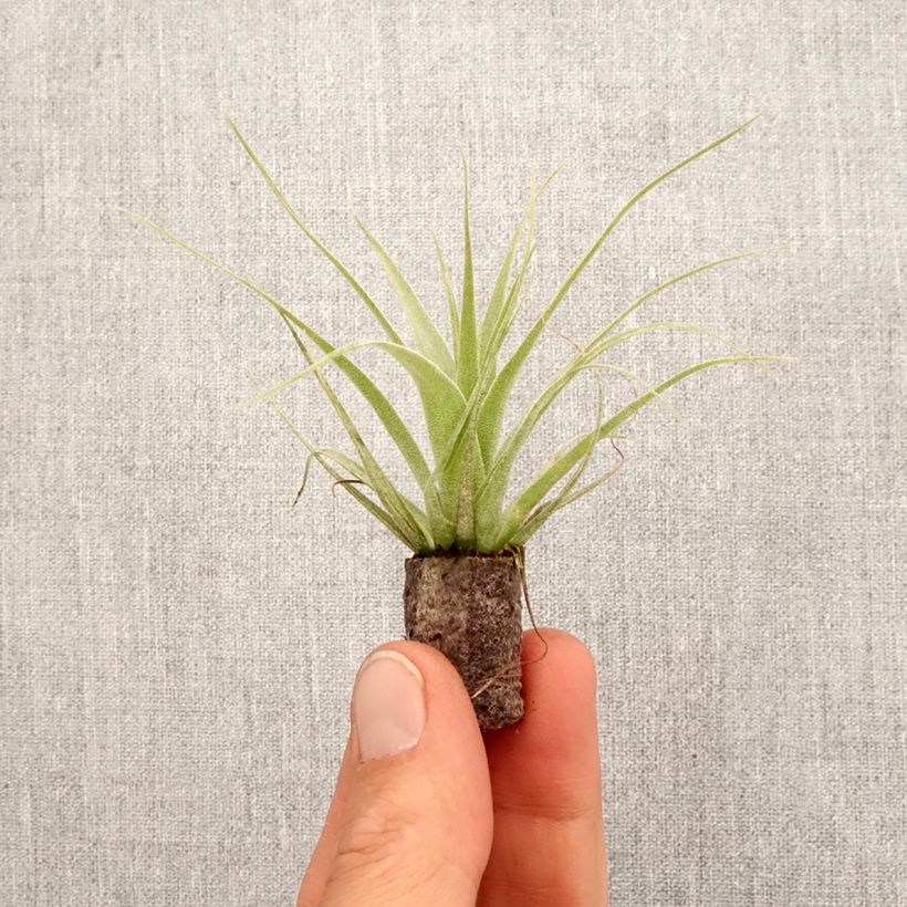 Tillandsia mooreana x kalmbacheri Samantha - Fille de l'air Root ball 5cm x 7cm sample as delivered in spring