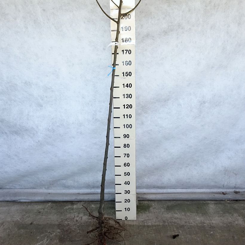 Tilia platyphyllos - Lime Bare root sample as delivered in winter