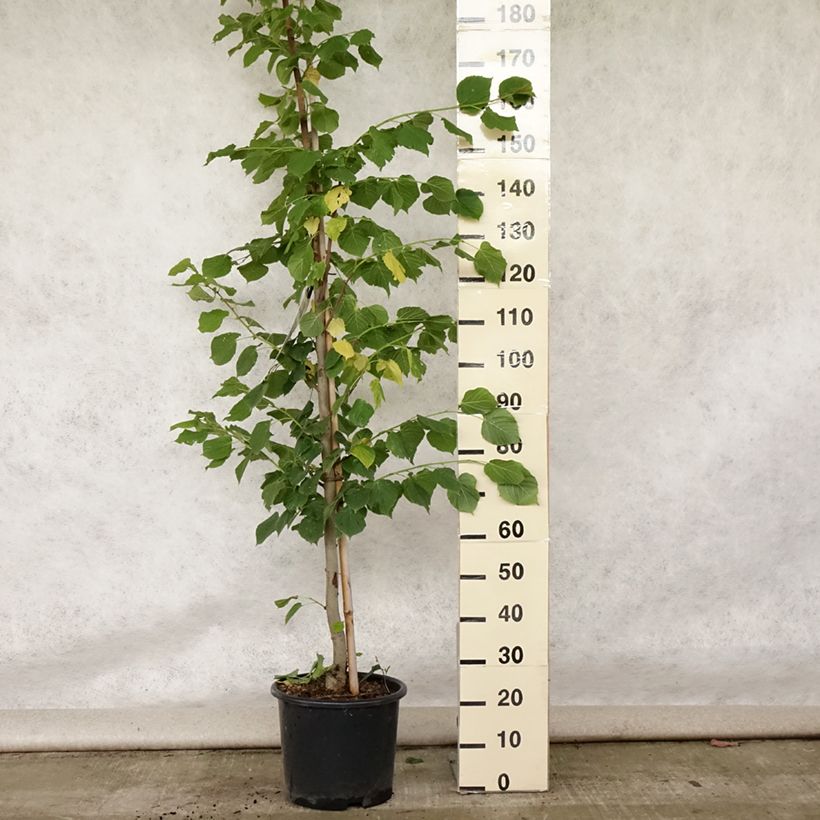 Tilia platyphyllos Rubra - Lime 7.5L/10L pot sample as delivered in summer