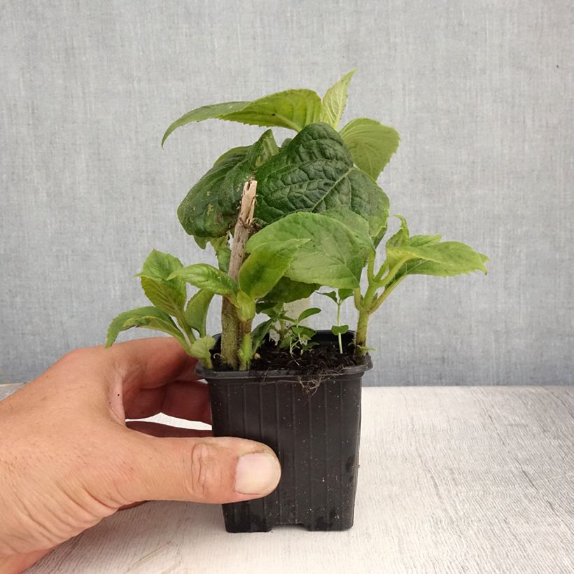 Titanotrichum oldhamii  8/9 cm pot sample as delivered in summer