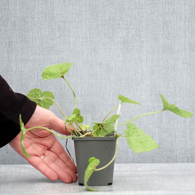 Tolmiea menziesii Cool Gold 8/9 cm pot sample as delivered in winter