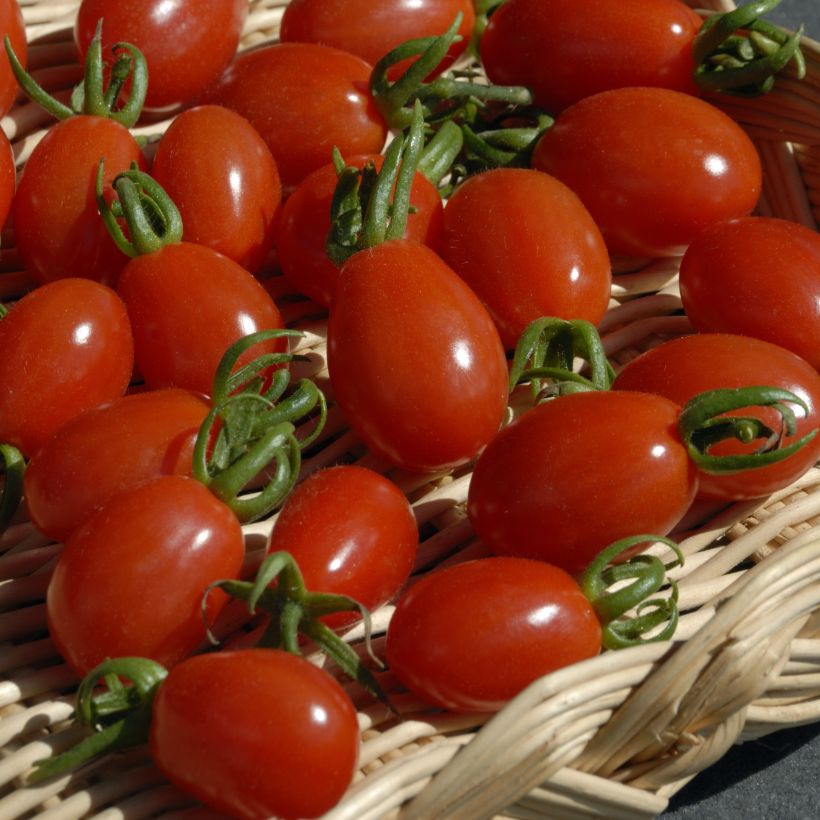 Tomato Aligote F1 - Vilmorin seeds (Harvest)