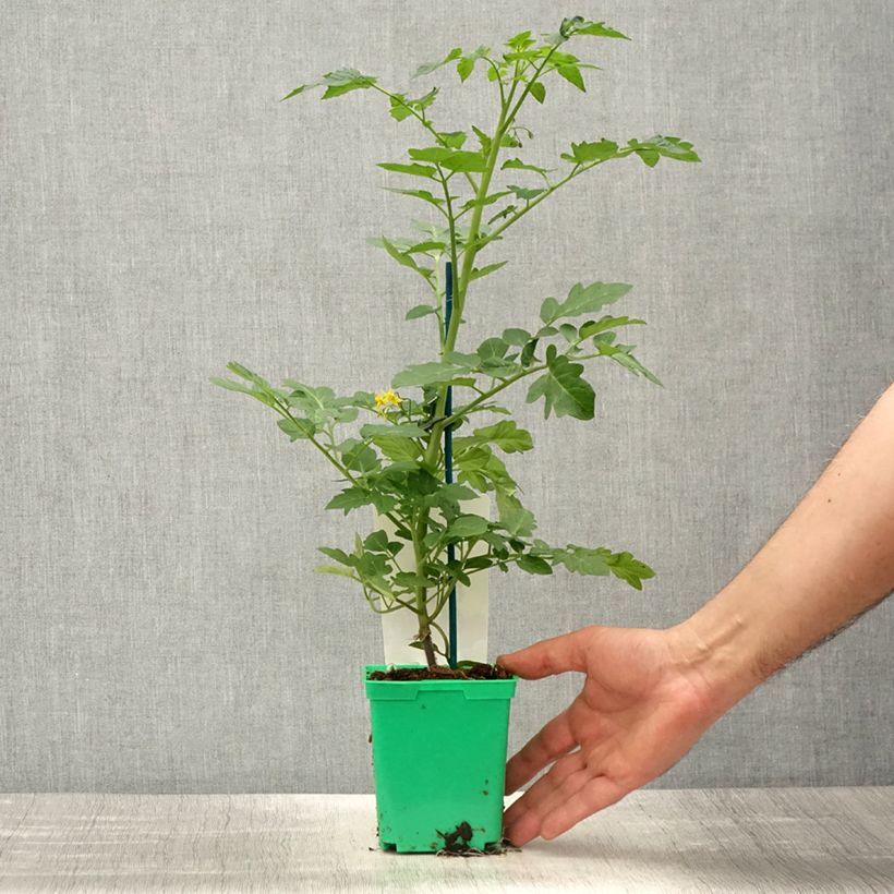 Tomato Grafted Harmony F1 plants 10cm/11cm pot sample as delivered in spring