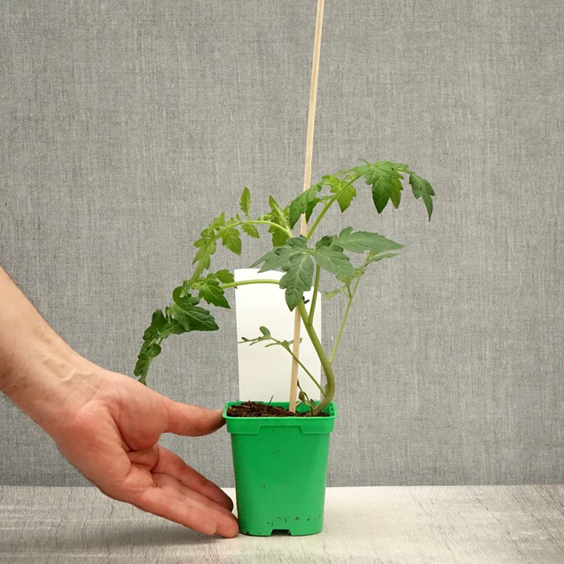 Tomato Saint-Pierre Plants 10cm/11cm pot sample as delivered in spring