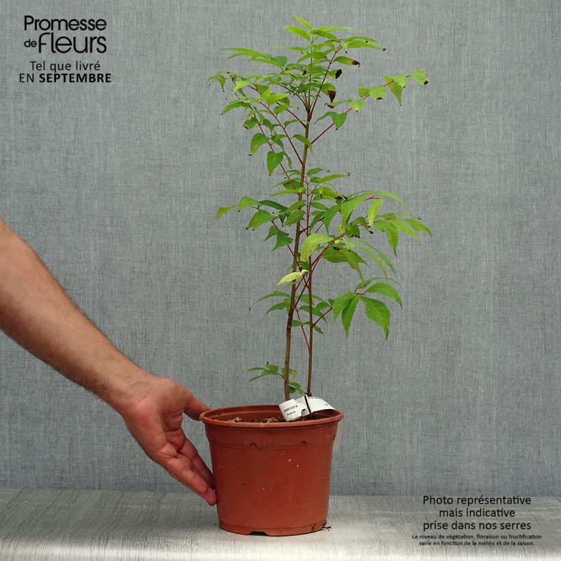Toona sinensis Flamingo - Chinese Mahogany 2L/3L pot sample as delivered in autumn