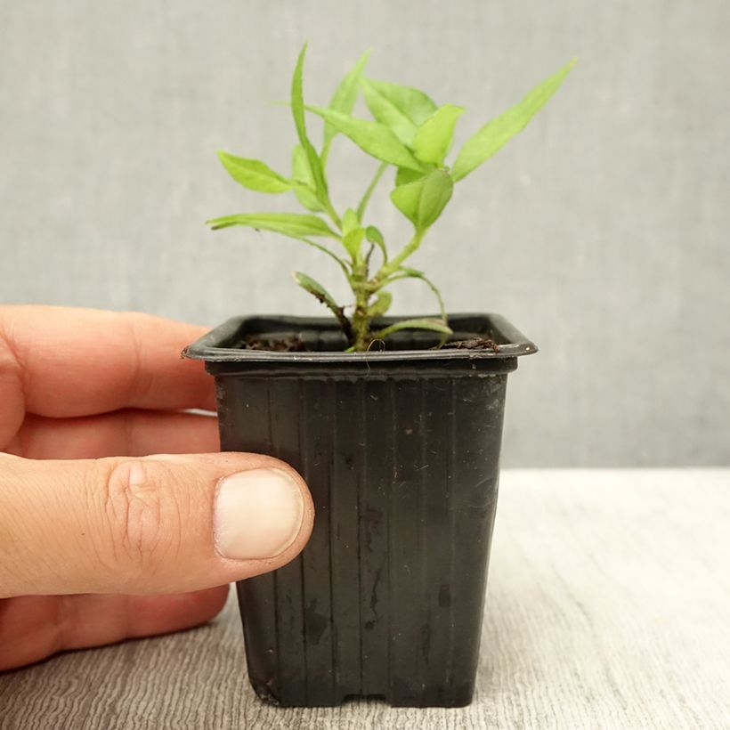 Dwarf Organic Jerusalem Artichoke - Helianthus tuberosus 7/8 cm pot sample as delivered in summer