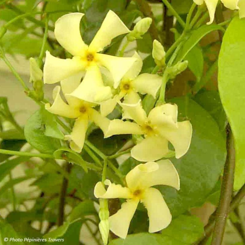 Trachelospermum asiaticum - Asian Jasmine (Flowering)