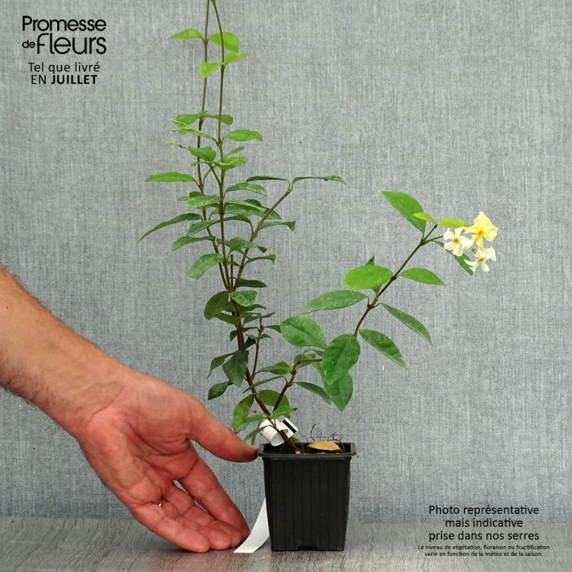Trachelospermum asiaticum - Asian Jasmine 8/9 cm pot sample as delivered in summer