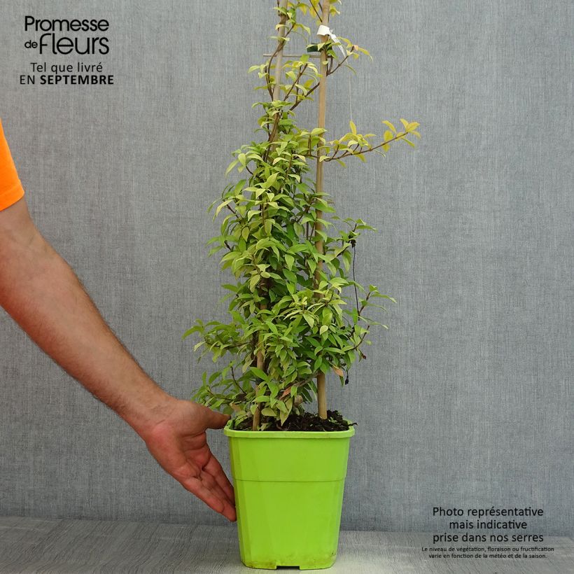 Trachelospermum asiaticum Golden Memories - Asian Jasmine 3L/4L pot sample as delivered in summer