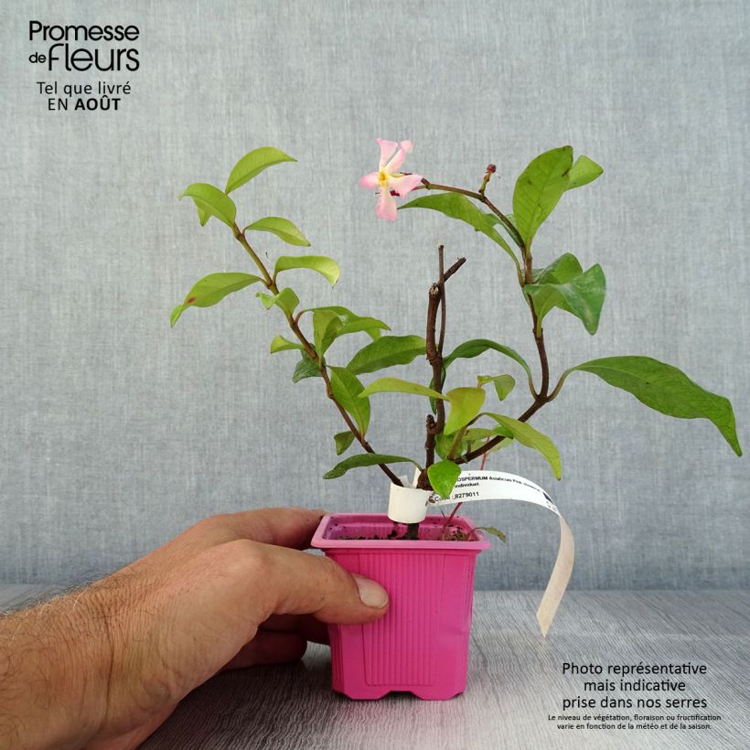 Trachelospermum asiaticum Pink Showers - Asian Jasmine 8/9 cm pot sample as delivered in summer