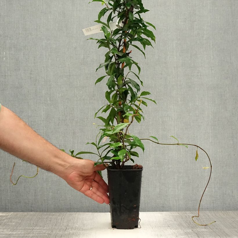 Trachelospermum asiaticum Pink Showers - Asian Jasmine 2L/3L pot sample as delivered in summer