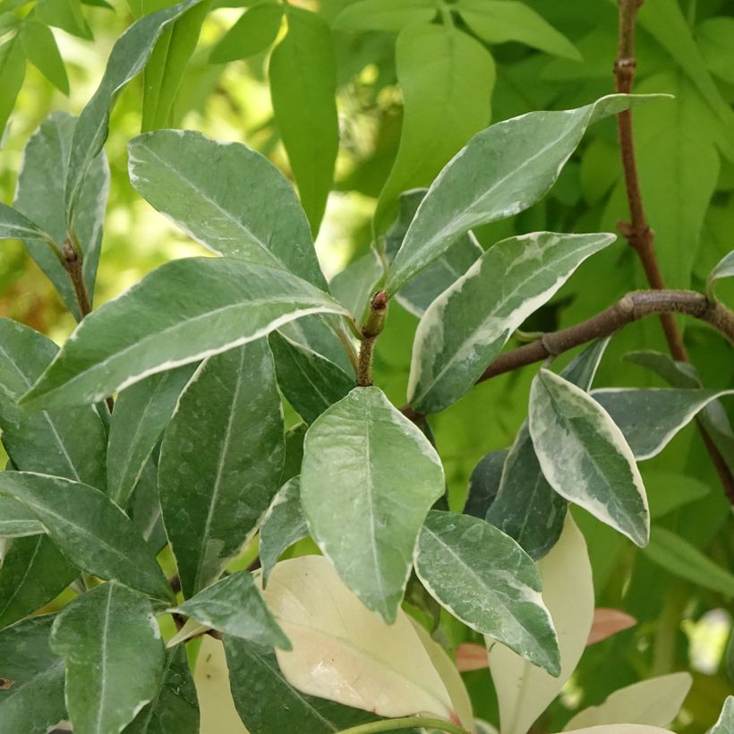 Trachelospermum asiaticum STAR OF MILANO (Foliage)