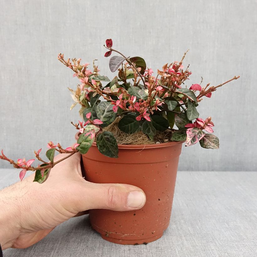 Trachelospermum asiaticum Tricolor - Asian Jasmine 1.5L/2L pot sample as delivered in winter