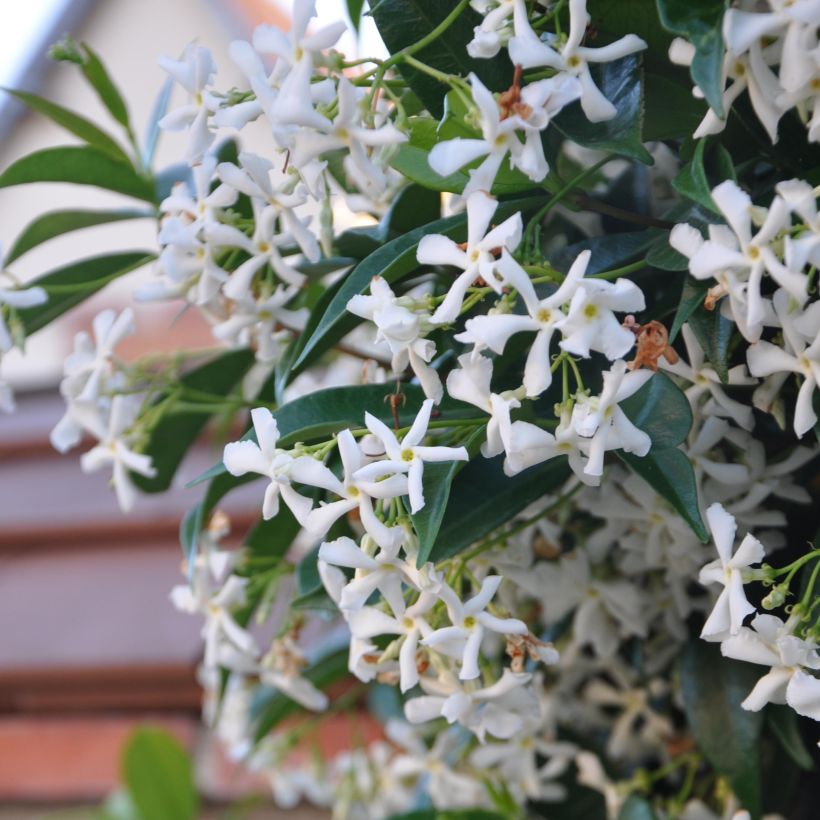 Trachelospermum jasminoides - Star Jasmine (Flowering)
