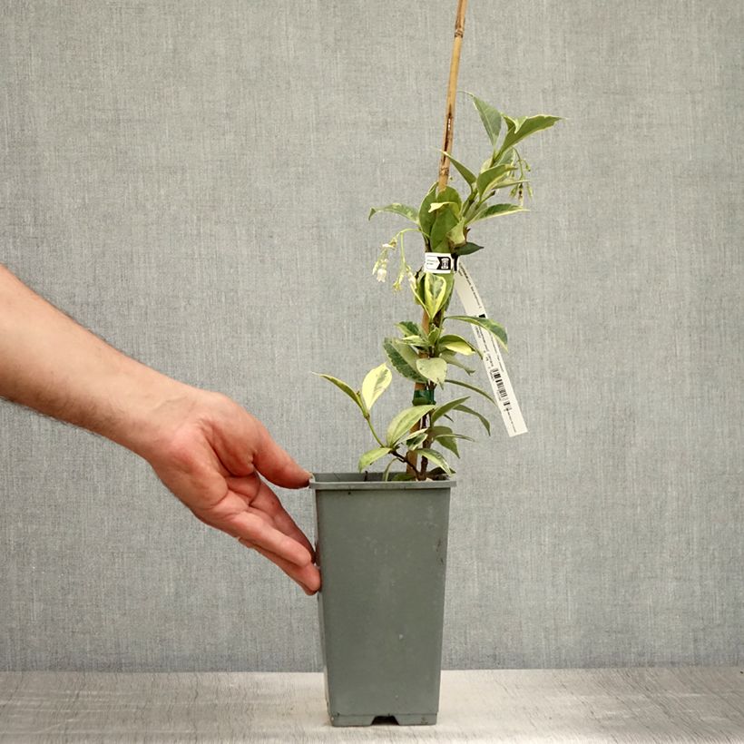 Trachelospermum jasminoides Sun Lover - Star Jasmine 1.5L/2L pot 20/40cm sample as delivered in summer