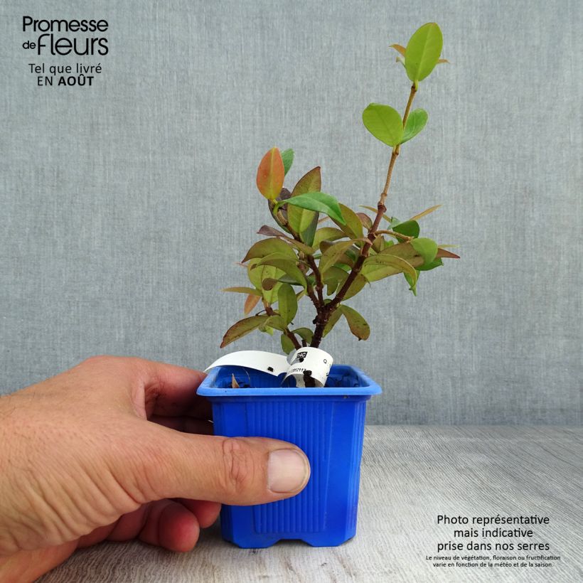 Trachelospermum jasminoides Winter Ruby - Star Jasmine 8/9 cm pot sample as delivered in summer