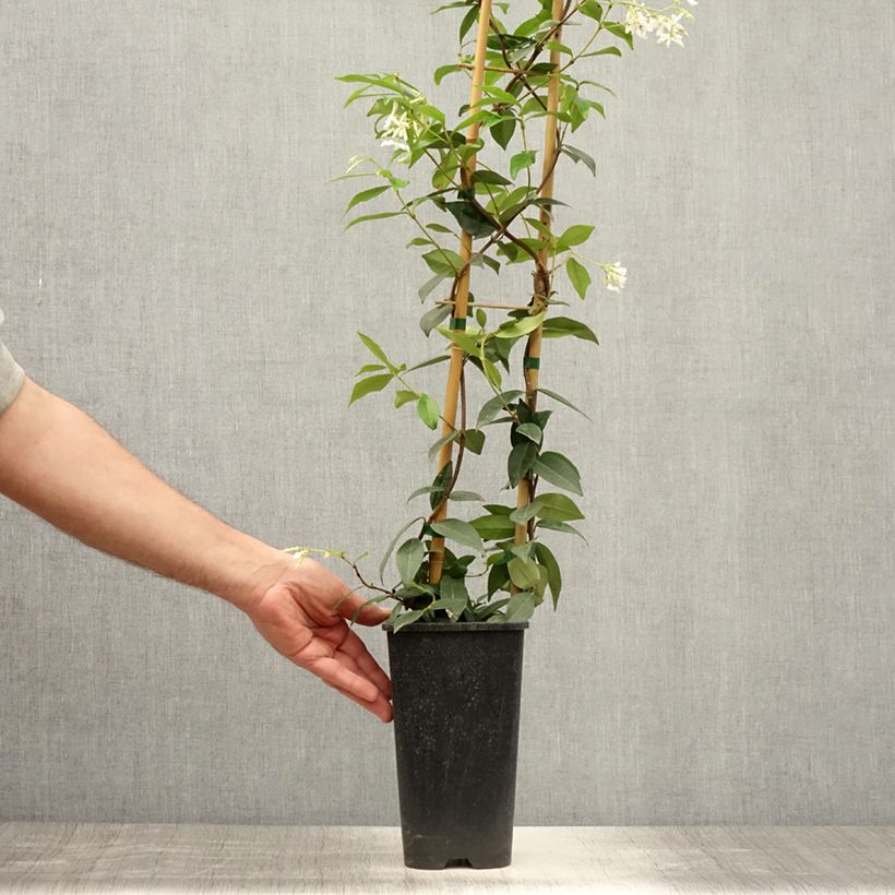 Trachelospermum jasminoides Winter Ruby - Star Jasmine 2L/3L pot sample as delivered in summer