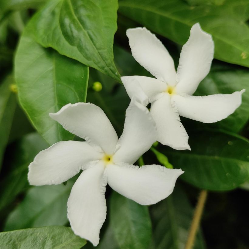 Trachelospermum jasminoïdes Star Of Venice - Star Jasmine (Flowering)