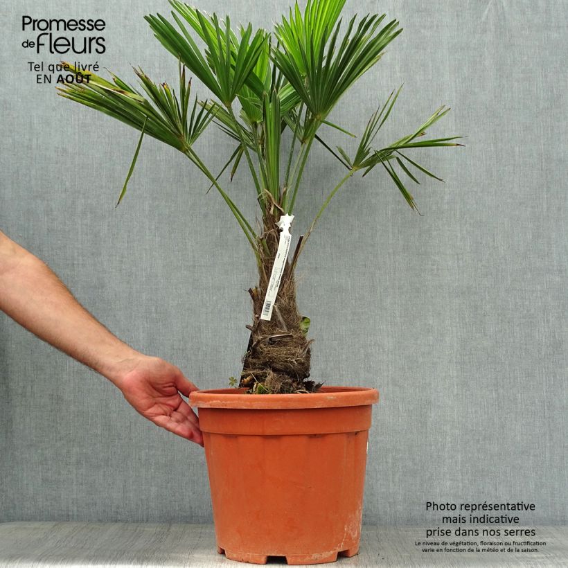 Trachycarpus wagnerianus - Dwarf Chusan Palm 7.5L/10L pot sample as delivered in summer