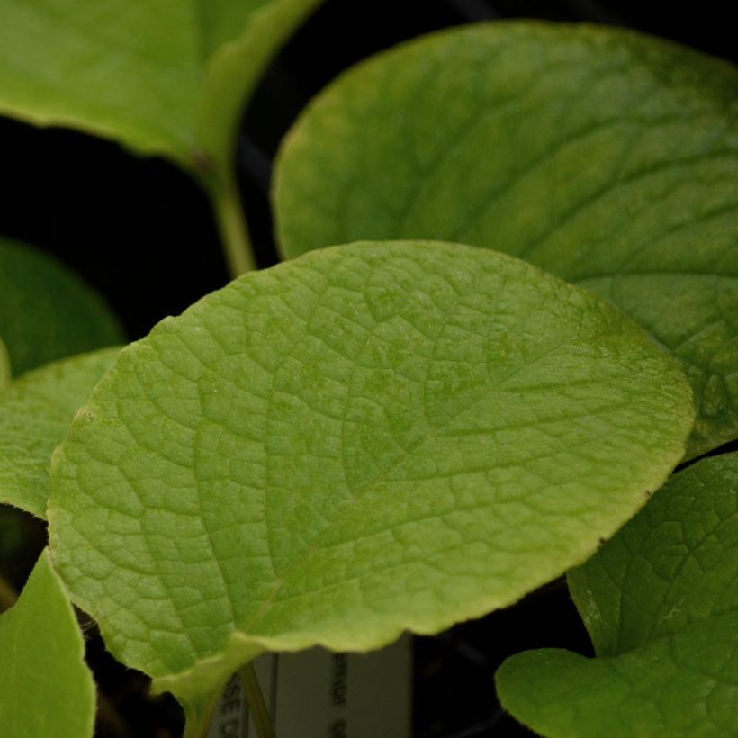 Trachystemon orientalis (Foliage)