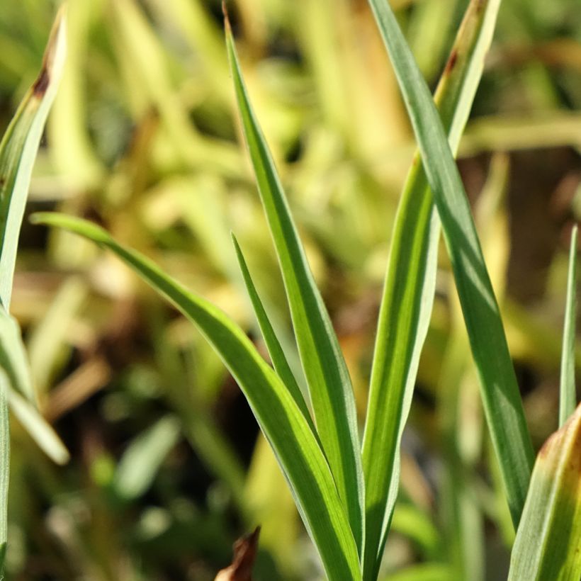 Tradescantia x andersoniana Domaine de Courson (Foliage)