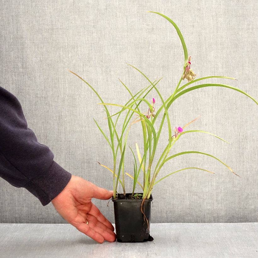 Tradescantia virginiana Brevicaulis 8/9 cm pot sample as delivered in spring