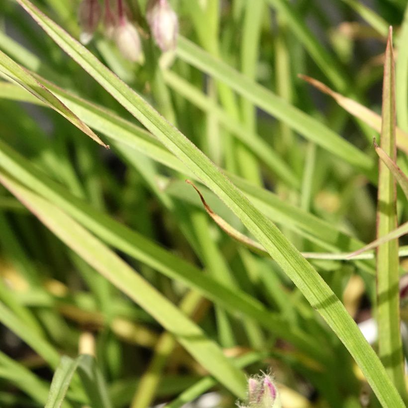 Tradescantia virginiana Brevicaulis (Foliage)