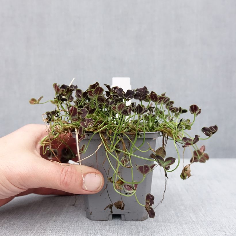 Trifolium repens Dark Debbie 8/9 cm pot sample as delivered in winter