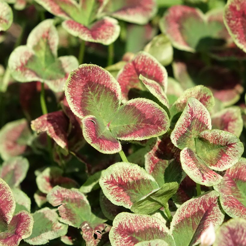Trifolium repens Estelle (Foliage)