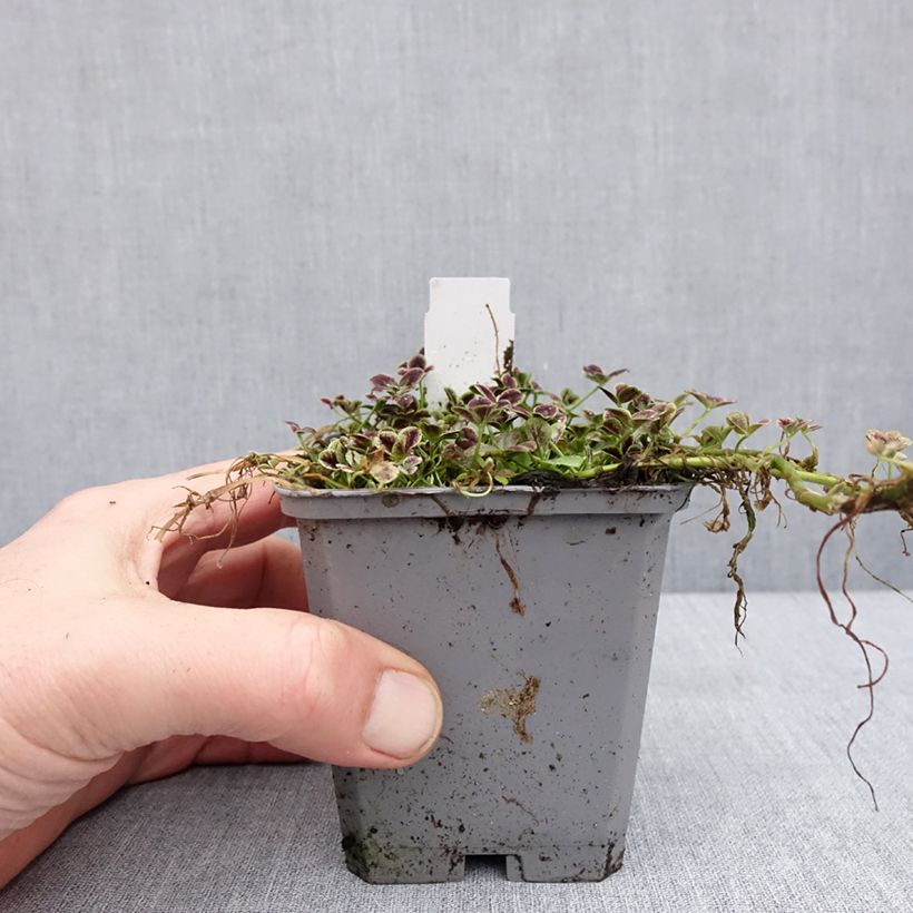 Trifolium repens Estelle 8/9 cm pot sample as delivered in winter